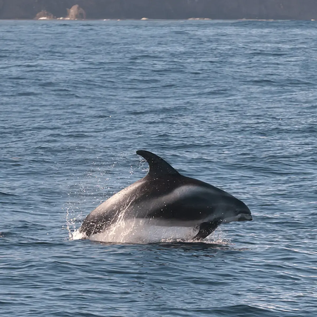 Dolphin Jumping Out of Water